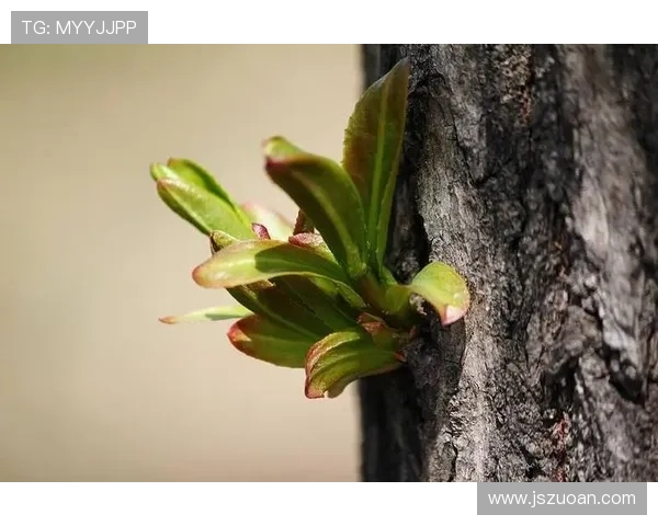 小强来了：那些我们不曾言说的生命力量