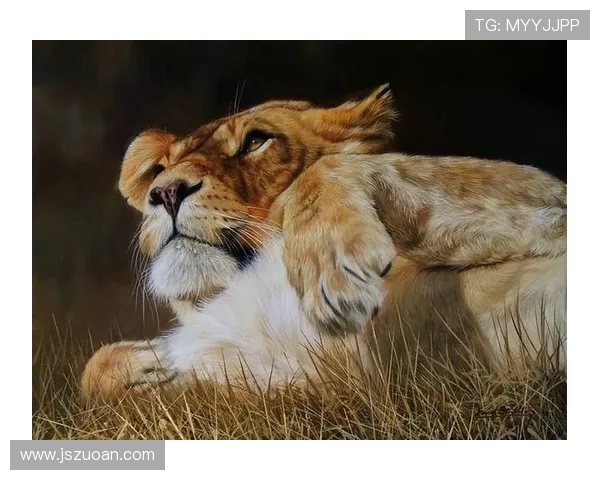 狮子王国：探寻王者之地的神秘魅力与生命赞歌